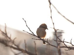 散歩で野鳥