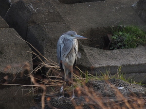 散歩で野鳥