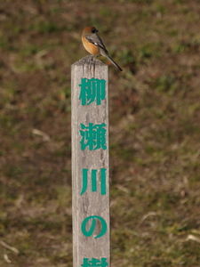 散歩で野鳥