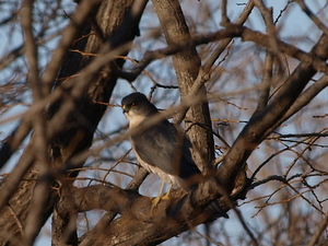 散歩で野鳥