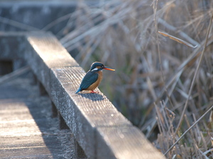 散歩で野鳥