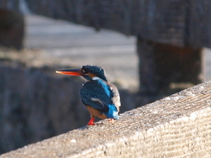 散歩で野鳥