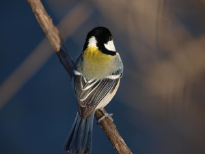 散歩で野鳥