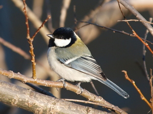 散歩で野鳥