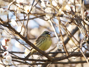 散歩で野鳥