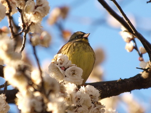 散歩で野鳥