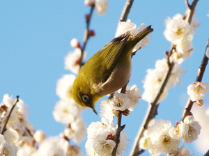 散歩で野鳥