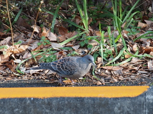 散歩で野鳥
