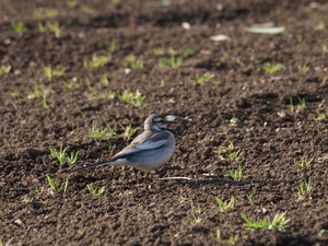 散歩で野鳥