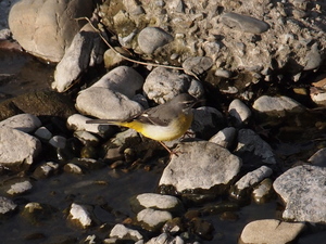 散歩で野鳥